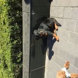 关爱一生犬舍:上海城区浦东新区金桥附近