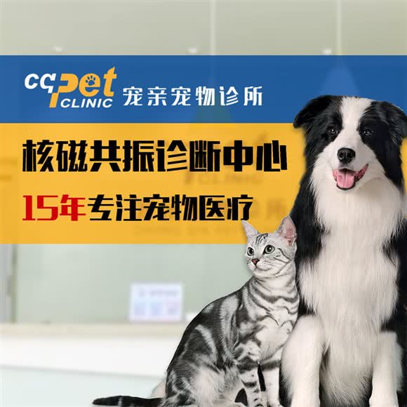 宠亲宠物诊所-核磁共振诊断中心:上海城区浦东新区上南地区附近