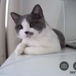 顶尖猫舍:上海城区浦东新区上南地区附近
