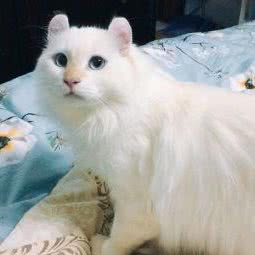 极上猫舍:上海城区浦东新区张江附近