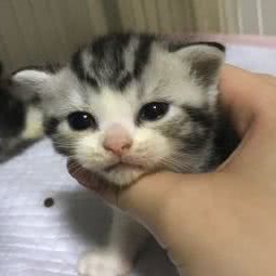 66猫舍家庭寄养:上海城区浦东新区源深体育中心附近