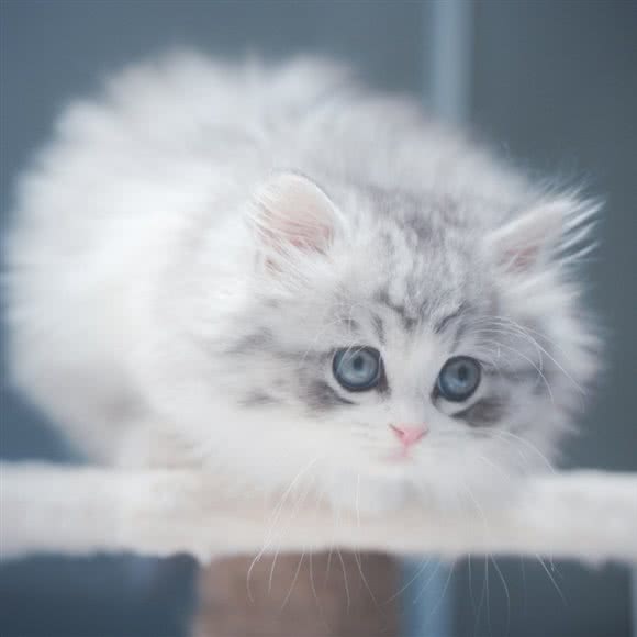 PET HOMIE宅一同猫咪专卖撸猫馆:上海城区浦东新区世博源附近
