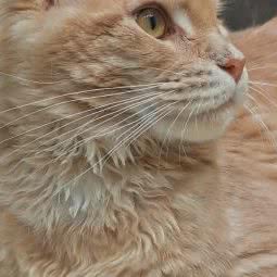 宅一起猫咖:上海城区浦东新区世博源附近