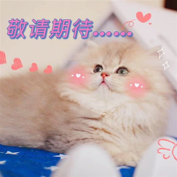 宠多多:上海城区浦东新区临沂/南码头附近