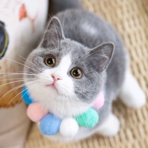 舍殿宠物猫舍:上海城区浦东新区康桥/周浦附近