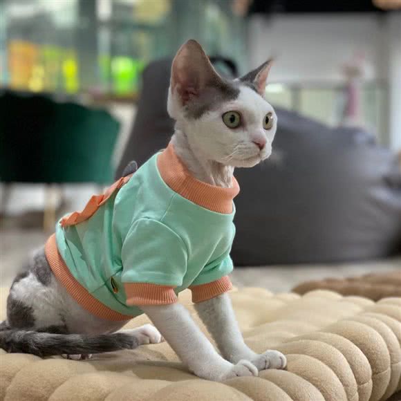 来喵宠物互动馆撸猫馆宠物店:上海城区浦东新区金杨地区附近