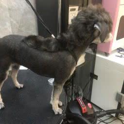 PETKIT 小佩宠物(德平路店):上海城区浦东新区金杨地区附近