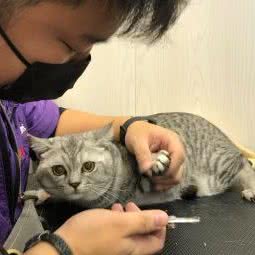 加菲猫屋:上海城区浦东新区三林地区附近