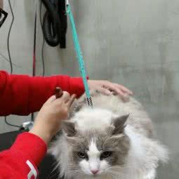 PETKIT小佩宠物(板泉店):上海城区浦东新区三林地区附近