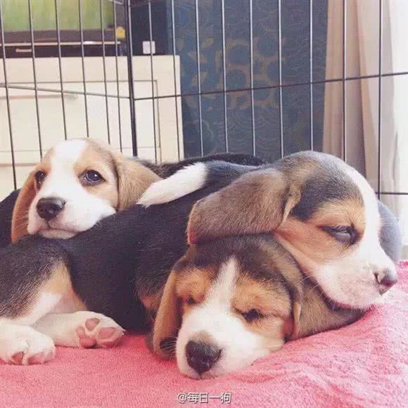 爱狗仕专业繁殖犬舍:上海城区浦东新区三林地区附近