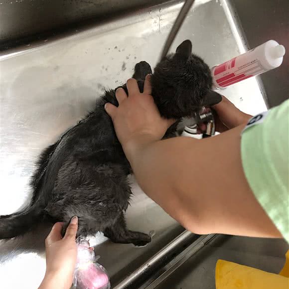 泡泡猫舍:上海城区浦东新区三林地区附近