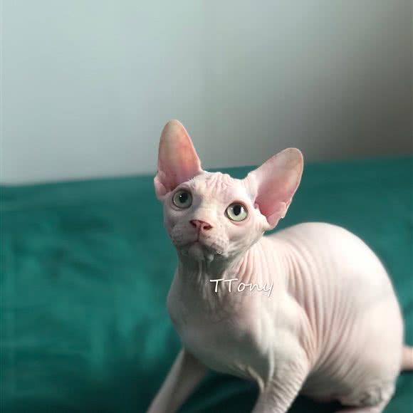 莹子猫舍:上海城区浦东新区外高桥附近