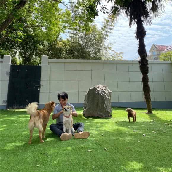 佛系别墅宠物寄养:上海城区浦东新区惠南镇附近