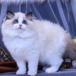 奶字辈猫舍,家庭寄养:上海城区浦东新区惠南镇附近
