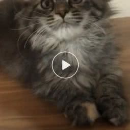 光光爱宠猫舍宠物店:上海城区浦东新区迪士尼附近
