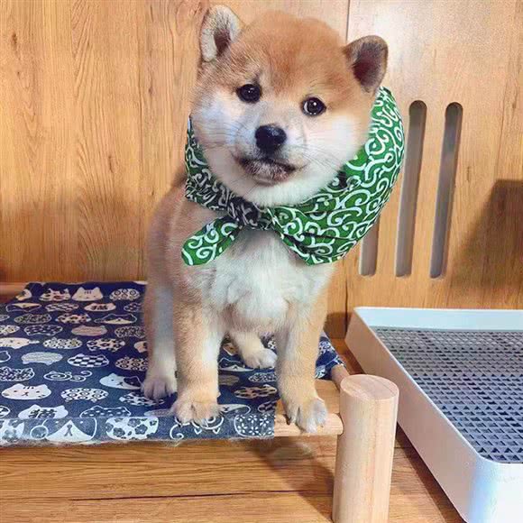聚柴庄犬舍:上海城区浦东新区迪士尼附近