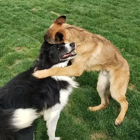 上海汉森精犬寄养训练乐园:上海城区浦东新区航头附近