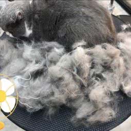 PETKIT小佩宠物狗:上海城区浦东新区世博园附近