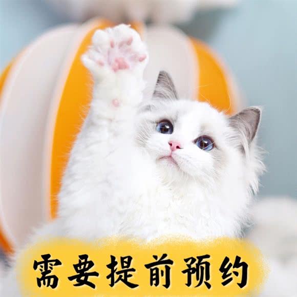 小猫来了·猫舍(上海别墅店):上海城区浦东新区世博园附近