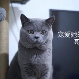 兄弟萌宠:北京城区门头沟区门头沟区附近