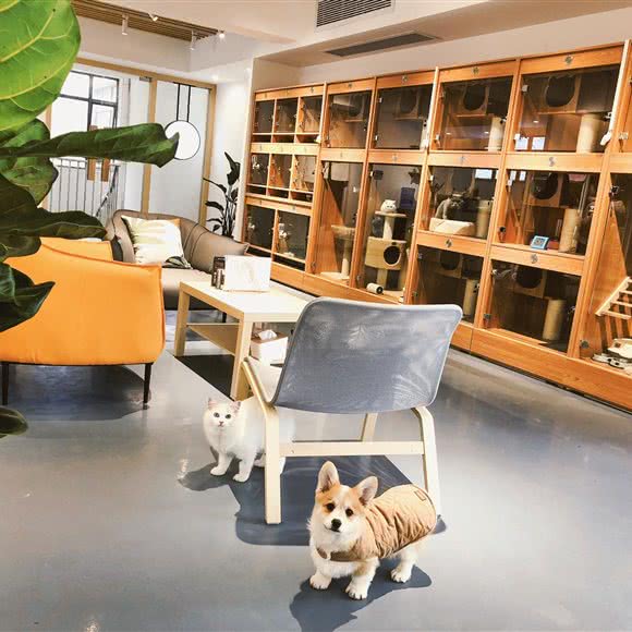 小圆子宠物生活馆:上海城区浦东新区御桥附近