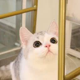 夏天猫铺の萌喵专售·CFA猫舍(大拇指广场店):上海城区浦东新区联洋附近