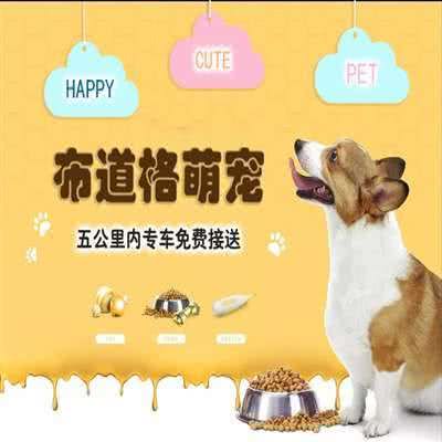 布道格萌宠(玉兰路店):上海城区浦东新区花木附近