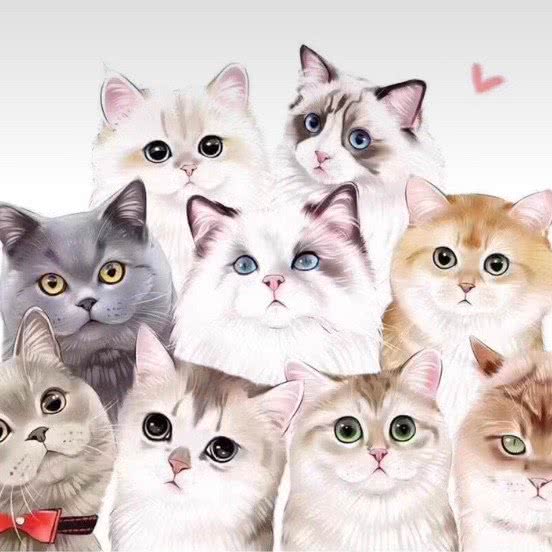 诺尊·金渐层布偶宠物猫舍:上海城区浦东新区花木附近