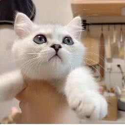 猫の事务所:上海城区金山区金山卫附近