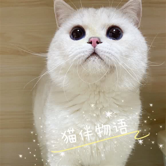 CFA猫伴物语猫舍:上海城区金山区金山卫附近