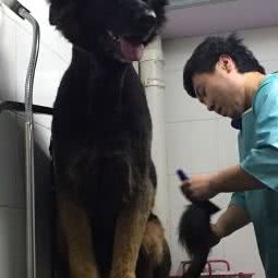奇缘狗狗宠物会所:上海城区金山区卫清路附近