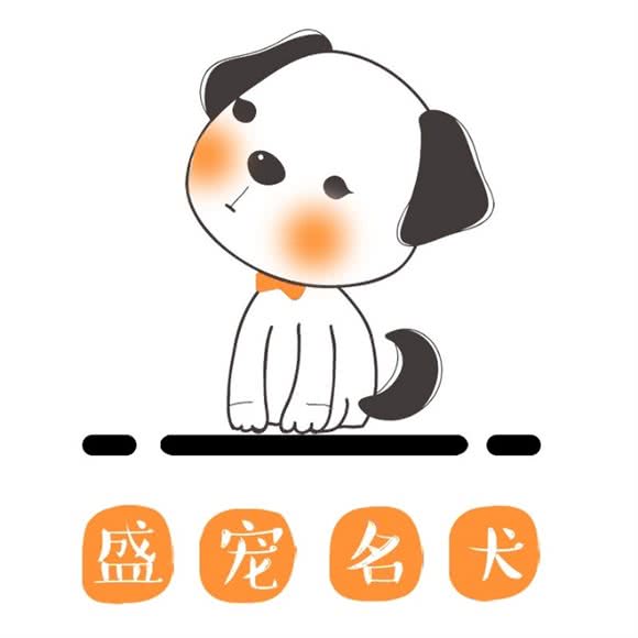 盛宠名犬高档萌宠:上海城区松江区松江大学城附近