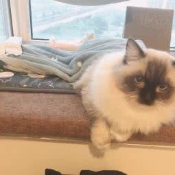 喵犬当家:上海城区松江区松江大学城附近