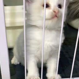 偶遇见喵·喵洗护·猫舍:上海城区松江区松江大学城附近
