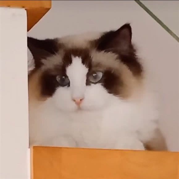 猫奴文化·撸猫园·猫咖·桌游·售猫:上海城区松江区松江万达广场附近