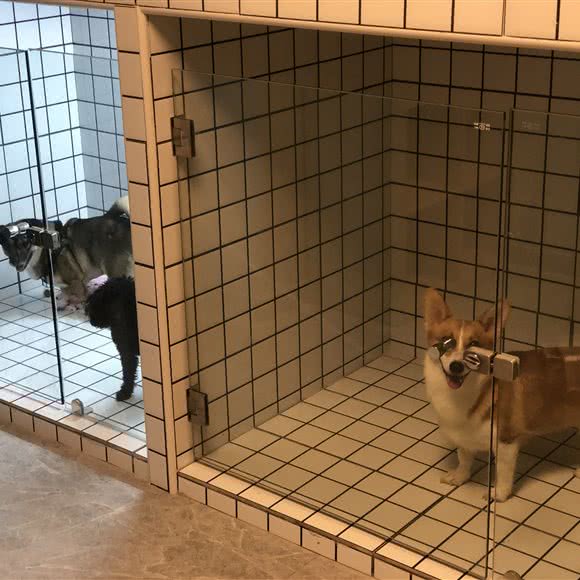 MOLLY PET莫离宠物:上海城区松江区松江万达广场附近