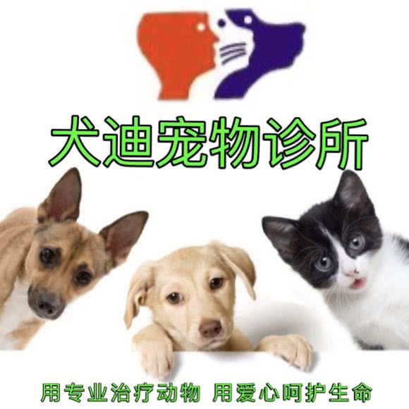 狗迪宠物诊所:上海城区松江区松江镇附近