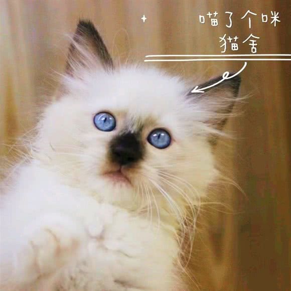 喵了个咪·猫舍·猫咪专售:上海城区松江区九亭附近