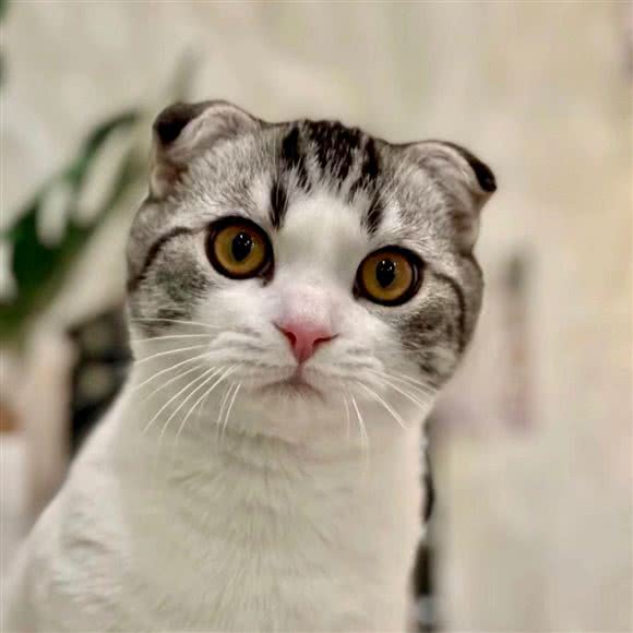 猫之宅宠物店?主题生活馆:上海城区松江区九亭附近