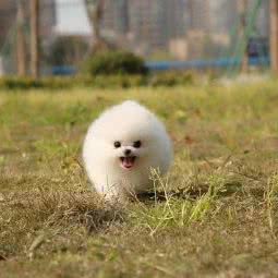玉儿犬舍:上海城区松江区九亭附近