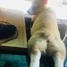 Rafe训犬工作室(松江店):上海城区松江区佘山附近