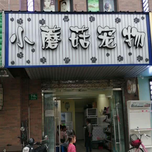 小蘑菇宠物狗:上海城区松江区佘山附近