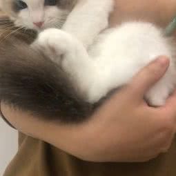 爱慕家CFA布偶猫舍:上海城区松江区佘山附近