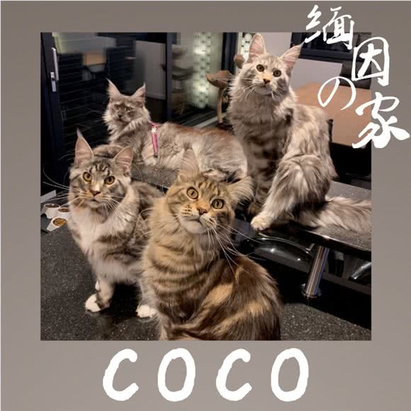 COCO家庭缅因猫舍:上海城区松江区新桥附近