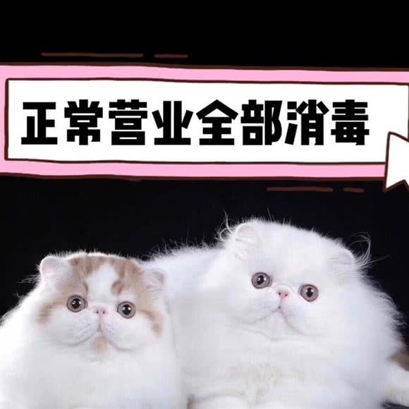 猫仆猫咖·撸猫·洗猫·寄养(松江店):上海城区松江区泗泾镇附近