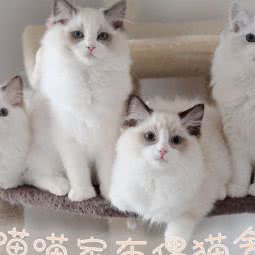 喵喵家布偶猫舍:上海城区松江区泗泾镇附近