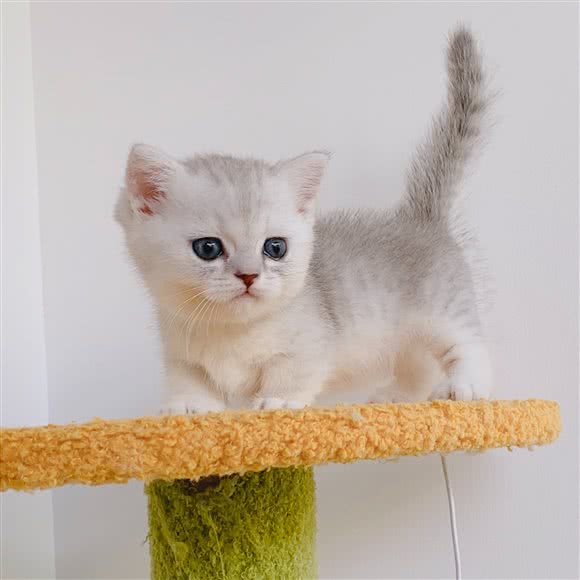 MIKA·猫舍·猫咖(泗泾别墅店):上海城区松江区泗泾镇附近