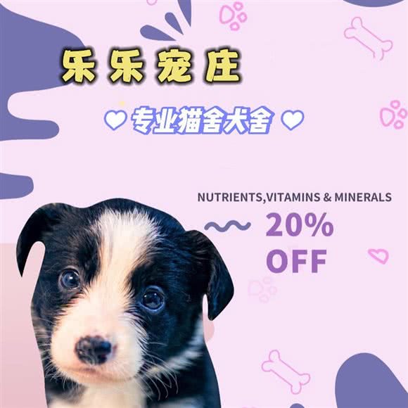 乐乐宠庄?狗子爱上猫?猫狗售卖:上海城区松江区泗泾镇附近
