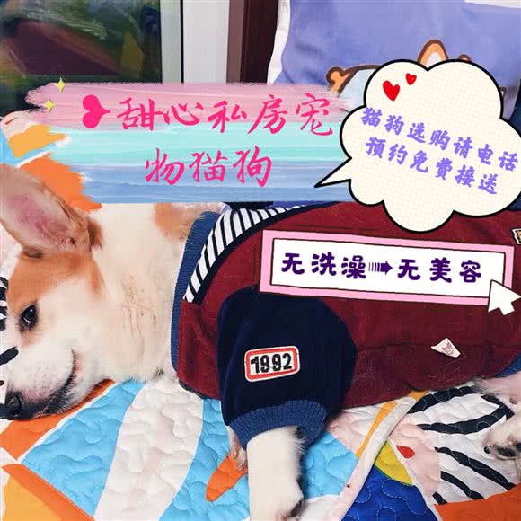 甜心私房宠物猫狗(松江店):上海城区松江区车墩影视城附近