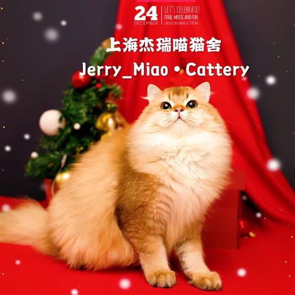 上海JerryMiao猫舍-杰瑞喵:上海城区青浦区青浦城区附近